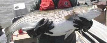 angler holding fish properly